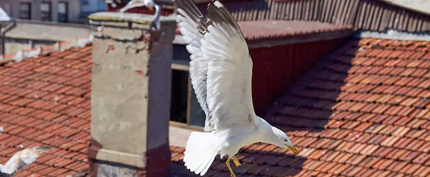 Residential Chimney Animal Removal Solution in Red Wing, MN