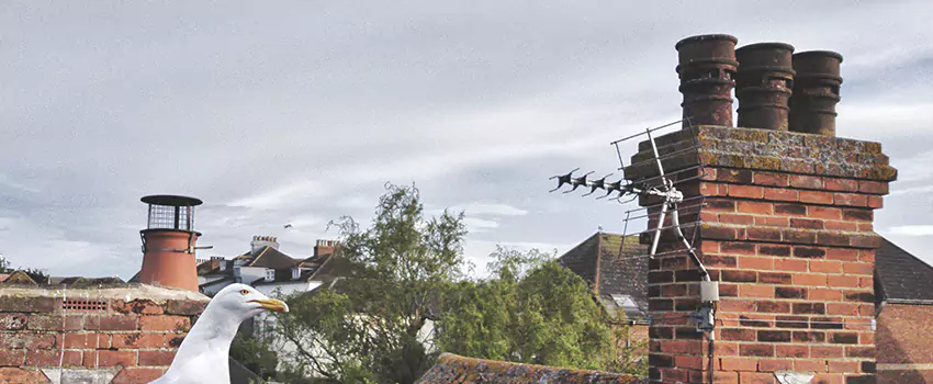 Chimney Cleaning And Restoration in Red Wing, Minnesota